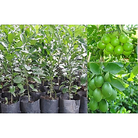 Cây CHANH KHÔNG HẠT giống ghép, quả chùm siêu năng suất, cam kết giống chuẩn