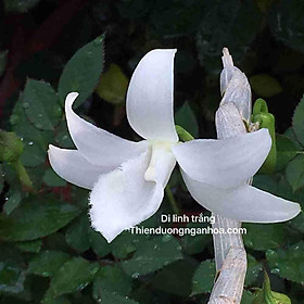 Hoa lan giả hạc di linh trắng gieo hạt VN004 cây cực đẹp