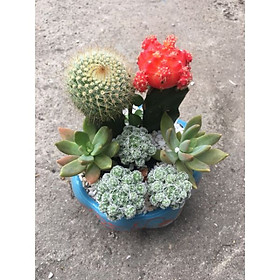 Cây sen đá mix xương rồng