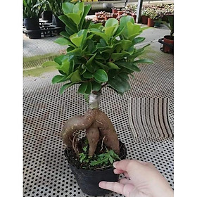 Cây Si Nhật SIÊU LÙN Bon Sai MINI ĐỂ BÀN SIÊU ĐẸP