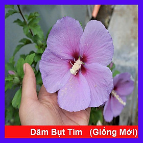 Hoa dâm bụt tím (giống mới) - cây cảnh để bàn