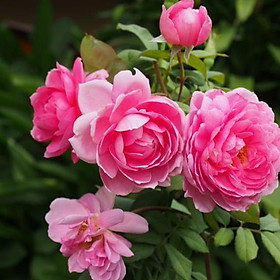 Mua (Giảm giá) Hồng Leo Huntington (hoa thơm)