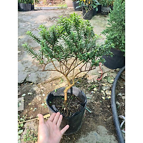 Mua Cây ổi nhật