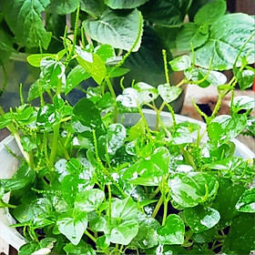 Mua Hạt Giống Rau Càng Cua