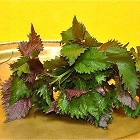 Mua Hạt giống rau tía tô Nhật VTP035