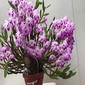 NGUYÊN CHẬULAN HOÀNG THẢO ĐÙI GÀ TRỒNG THUẦN