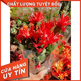 Chậu hoa quỳnh Nhiều Người Mua