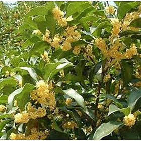 Mua cây hoa mộc hương ta hoa vàng- loài hoa có mùi thơm quyến rũ