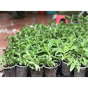 Mua Trầm siêu tím