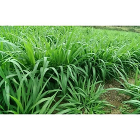 Mua Hạt giống cỏ Mombasa ghine - cỏ sả lá lớn - cỏ chăn nuôi ( 1kg)