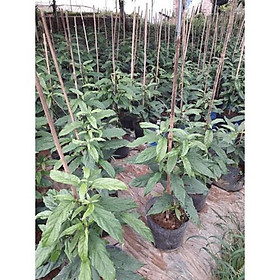 Mua CHẬU CÂY   Dạ Ngọc Minh Châu   – hoa chơi tết mang lại tài lộc