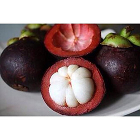 Mua cây măng cụt giống