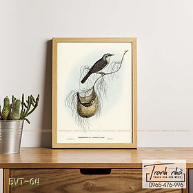 Mua Tranh canvas vintage  - Chim ăn mật (Plectorhyncha lanceolata) - BVT-64