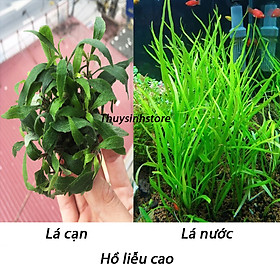 Mua Cây Thủy Sinh HỒ LIỄU CAO 10 ngọn