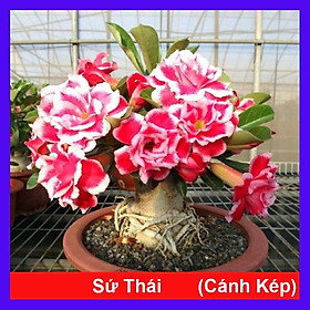 Mua Cây hoa sứ thái cánh kép + tặng phân bón cho cây mau lớn