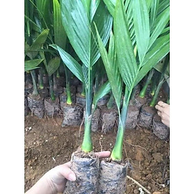 Mua cau lùn chuẩn