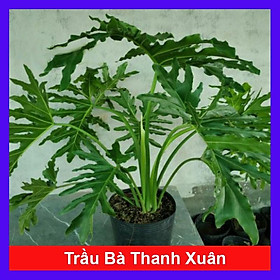 Mua Trầu Bà Thanh Xuân - Cây cảnh để trong nhà + Tặng phân bón cho cây