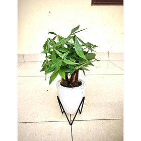 Cây kim ngân tam lộc chậu tự dưỡng