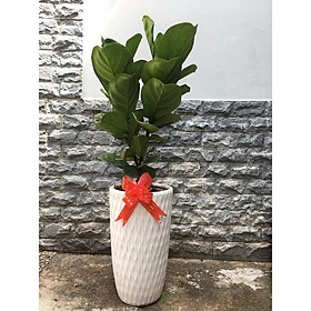 Cây bàng sing mẫu lớn