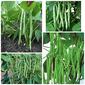 Mua HẠT GIỐNG ĐẬU CÔ VE BỤI