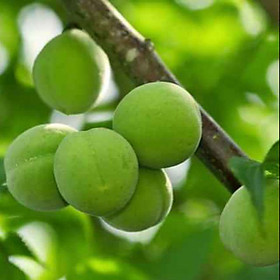 Cây Mơ Xanh, giống mơ rừng chua ăn quả vùng tây bắc- cây giống