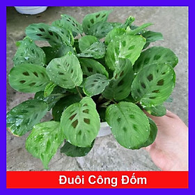 Mua Cây đuôi công đốm ( Green Maranta ) - Cây cảnh để bàn + tặng phân bón cho cây