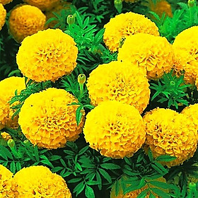 Mua Hạt giống hoa vạn thọ lùn F1 PN-101 (cây cao 30-45cm  bông có màu vàng đậm  bông to  cánh hoa xoắn chặt vun cao)