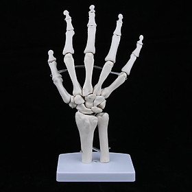 Medical Life Size Human Hand Joint Skeleton Anatomical Model, Human Anatomy