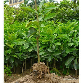 Mua Cây giống BƯỞI DIỄN CHIẾT - HÀNG CHUẨN F1