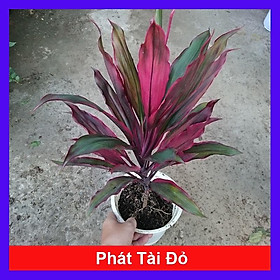 Mua Cây phát tài đỏ - cây cảnh để trong nhà + tặng phân bón cho cây