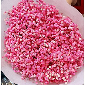 Mua 125G HOA BABY KHÔ CAO CẤP- HOA BẤT TỬ DECOR TRANG TRÍ  LÀM QUÀ TẶNG