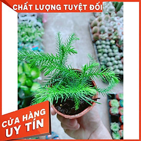 Mua Cây Tùng bách tán Nhiều Người Mua