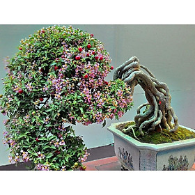 Mua CHẬU CÂY Hồng ngọc mai bonsai   CHẬU CÂY LỚN ĐẸP  GIÁ RẺ