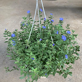 Mua Chậu hoa thanh tú treo bán kính 25-30cm  chậu hoa cảnh treo nở hoa quanh năm  trang trí ban công  sân vườn