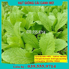 Hạt giống Cải canh mơ Hà Nội ( gói 50gram) - Rau Trồng Chậu Tại Nhà Quanh Năm