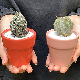 Bộ 2 Cây Mini Để Bàn - 7x7x15 cm - Sen Đá Móng Rồng & Xương Rồng Astro & Chậu Trồng Cây Gốm Sứ Bát Tràng - Dáng Trôn Ốc
