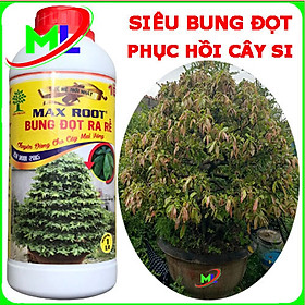 Max root Siêu bung đọt Kích rê phục hồi cây si chai 1lit