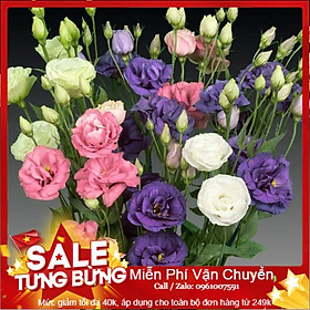 Hạt Giống Hoa Cát Tường - 5 Hạt 