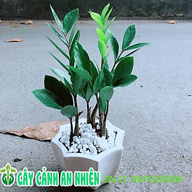 Chậu Cây Kim Tiền Thái