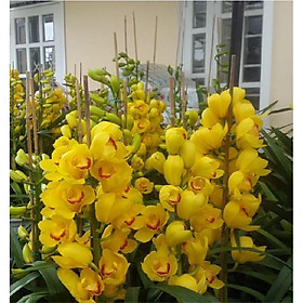 Củ giống hoa địa lan santo hoa màu vàng - 1 củ ( KNS3737 )
