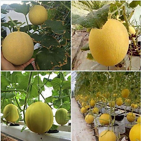 Hạt giống dưa lưới vỏ vàng ruột xanh-1 gói 10 hạt-HGNN