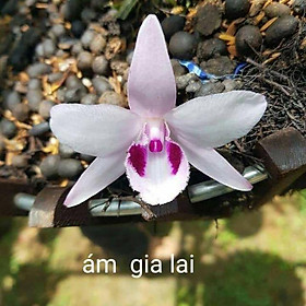 Hoa phong lan -com bo chậu 2 thân  ám gia lai 10-15 cm , cây cực đẹp