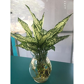 Cây ngọc ngân thủy sinh để bàn