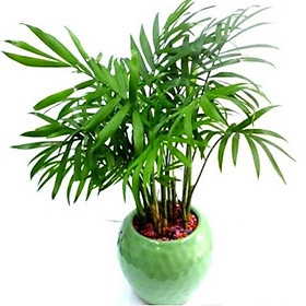 CHẬU CAU TIỂU TRÂM BONSAI - CÂY PHONG THỦY ĐỂ BÀN- VƯỢNG PHONG THỦY CHO GIA CHỦ