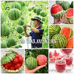 Mua Hạt giống cây dưa hấu táo baby mini Hàn Quốc siêu trái siêu ngọt trồng leo dàn trên ban công - Bịch 10 hạt – Mã số 1263
