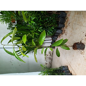 Mua Cây quế  chiều cao 90cm-1m