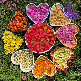 Mua 1 Ký Cành Giống Hoa Mười Giờ SAM ĐƠN Chuẩn SAM THÁI Nhập Khẩu Hoa To Rất Nhiều Màu GIA DỤNG THÔNG MINH PKM