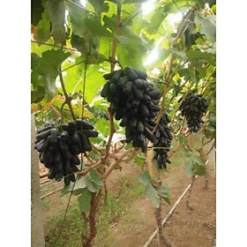 Sản phẩm NHO NGÓN TAY MĨ NỮ SIÊU QUẢ