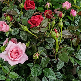 Mua (Gói 100 hạt)Hạt Giống Hồng Siêu Nụ F1 Mix nhiều màu sắc