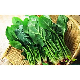 Hạt giống Cải bó xôi - đặc biệt tốt cho trẻ nhỏ, ng cao tuổi